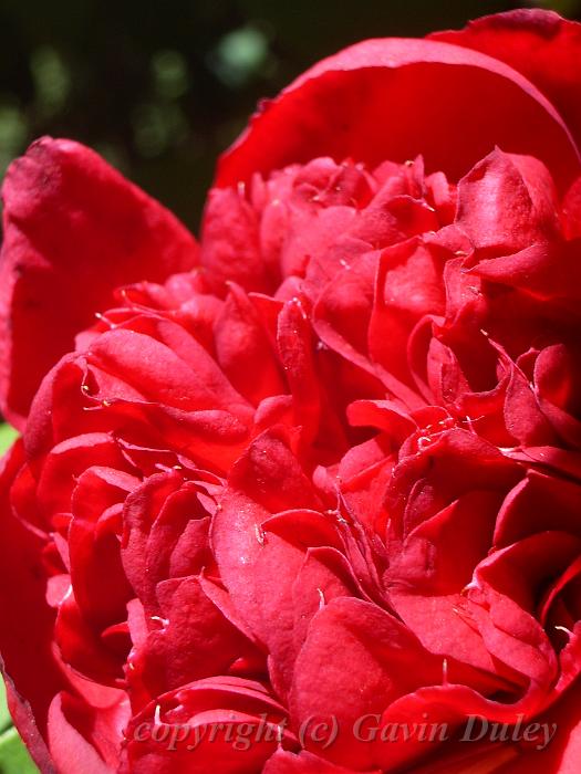 Red flower, Trevannah IMGP0313.JPG